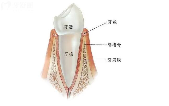 拔牙后多久可以種植牙根和牙冠圖片大全